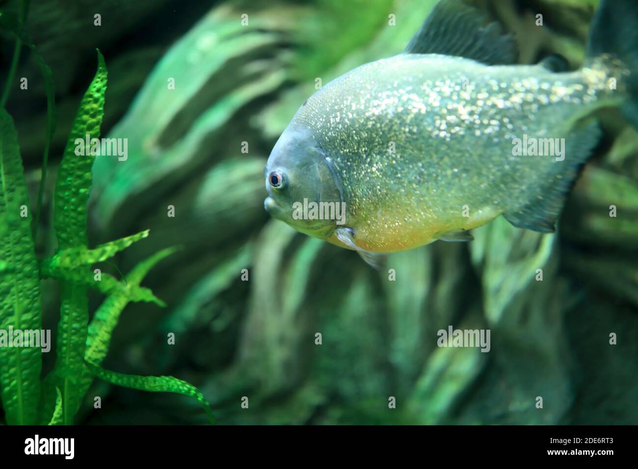 Blick auf Piranha auf Grünalgen Hintergrund Stockfoto