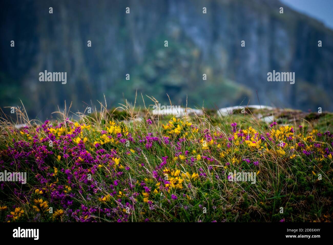 Wilde Blumen auf einer Klippe am Meer Stockfoto