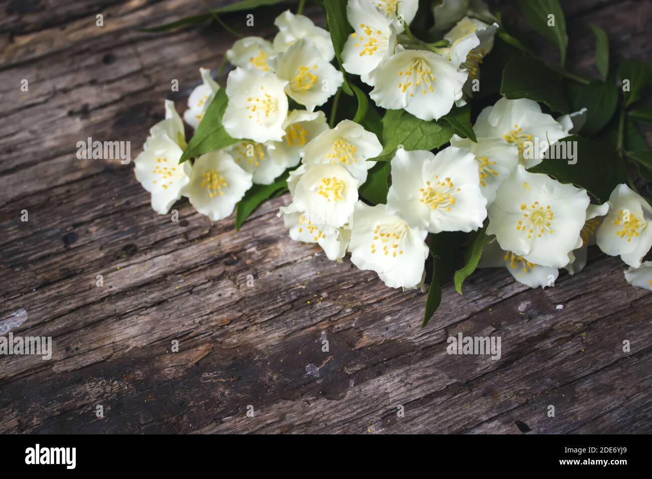 Jasminblüten auf vintage Holzhintergrund, Bordüre. Valentinstag Grußkarte Platz kopieren Stockfoto