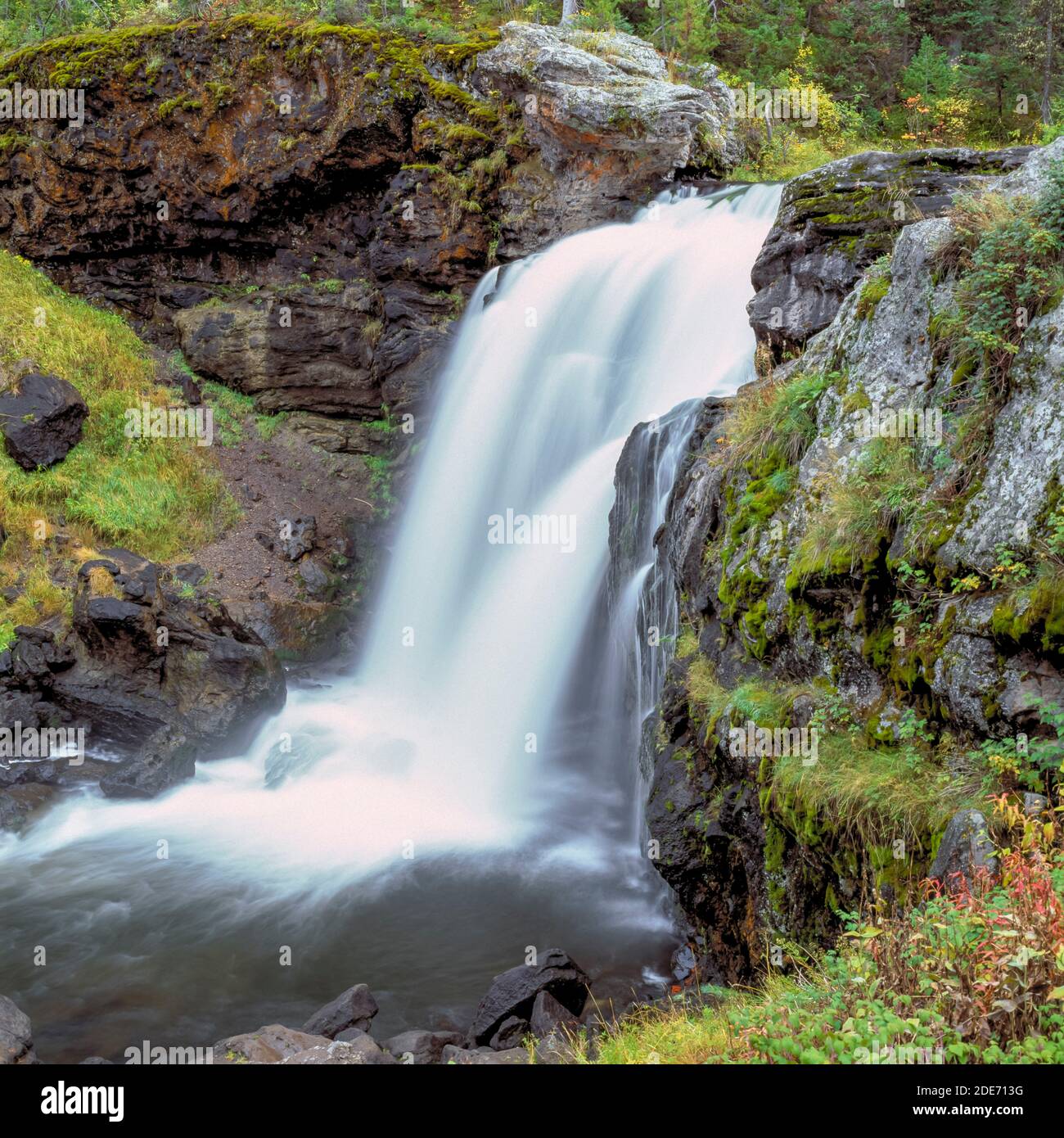 Elche fällt auf Crawfish Creek im yellowstone Nationalpark, wyoming Stockfoto