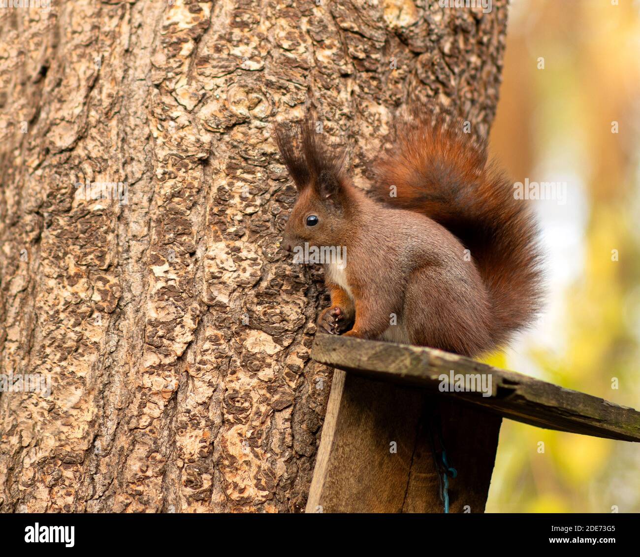 Herbst rotes Eichhörnchen sitzt in einem Baum Stockfoto