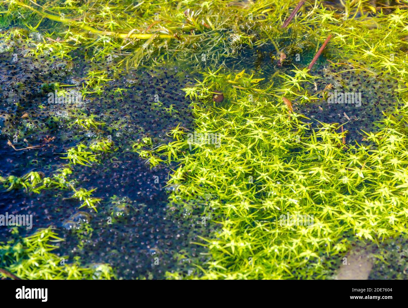 Nahaufnahme , Frosch laichen in natürlicher Umgebung . Ausgewählte Tiefenfeldtiefe. Stockfoto