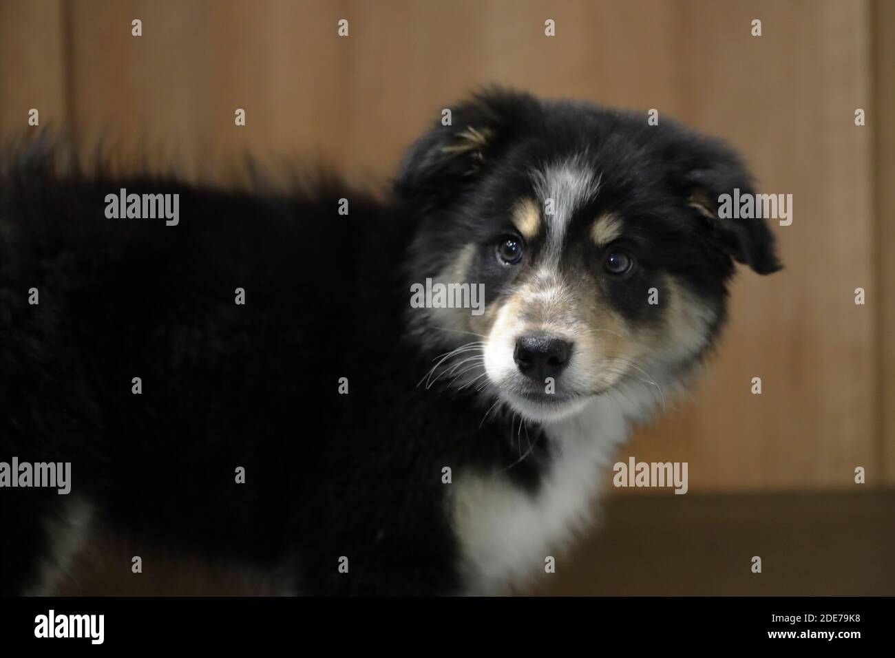 Ein schwarzer dreifarbiger Border Collie Canis lupus) 9 Wochen alter Rüde 'Archie'. Stockfoto