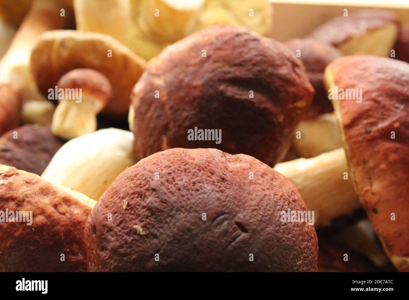 Frische Champignon Pilze isoliert auf weißem Hintergrund . Stockfoto