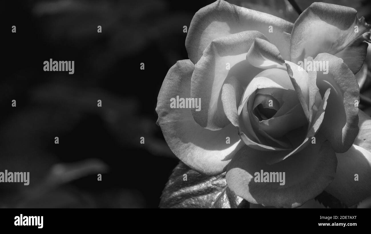 Schwarz-Weiß-Foto-Nahaufnahme der hellen rosa Rose Blume und weichen Vintage-Look. Schöne zarte Pflanzen Hintergrund mit grünen Blättern. Natürliche Schönheit Stockfoto