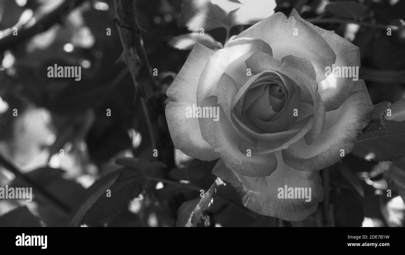 Schwarz-Weiß-Foto-Nahaufnahme der hellen rosa Rose Blume und weichen Vintage-Look. Schöne zarte Pflanzen Hintergrund mit grünen Blättern. Natürliche Schönheit Stockfoto