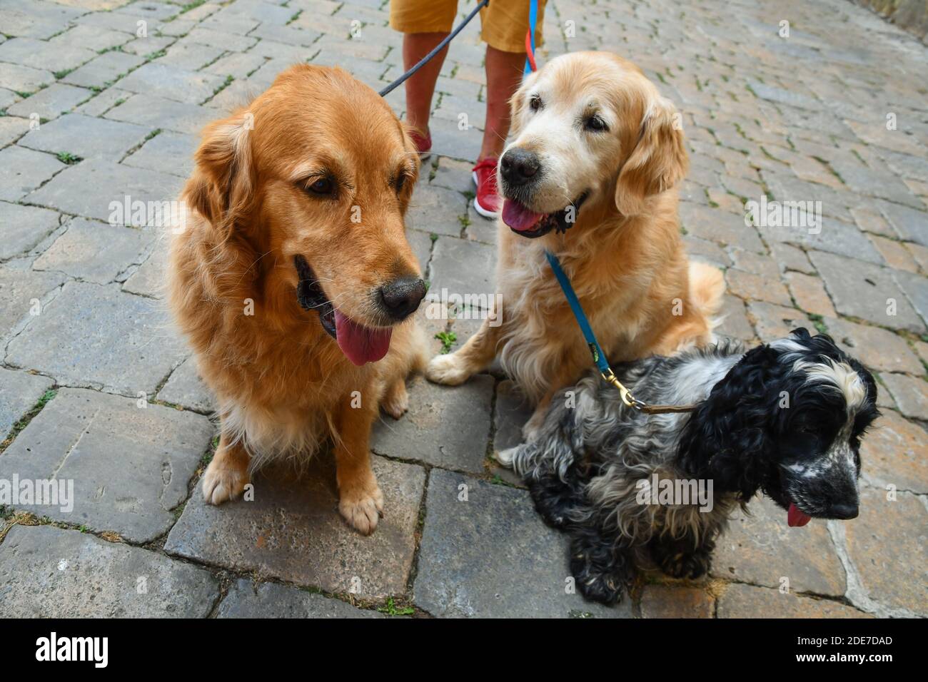 Hochwinkelansicht von drei angeleinten Hunden (Golden Retriever und Cocker), die auf einer Steinstraße mit den Beinen ihres Meisters im Hintergrund sitzen, Toskana, Italien Stockfoto
