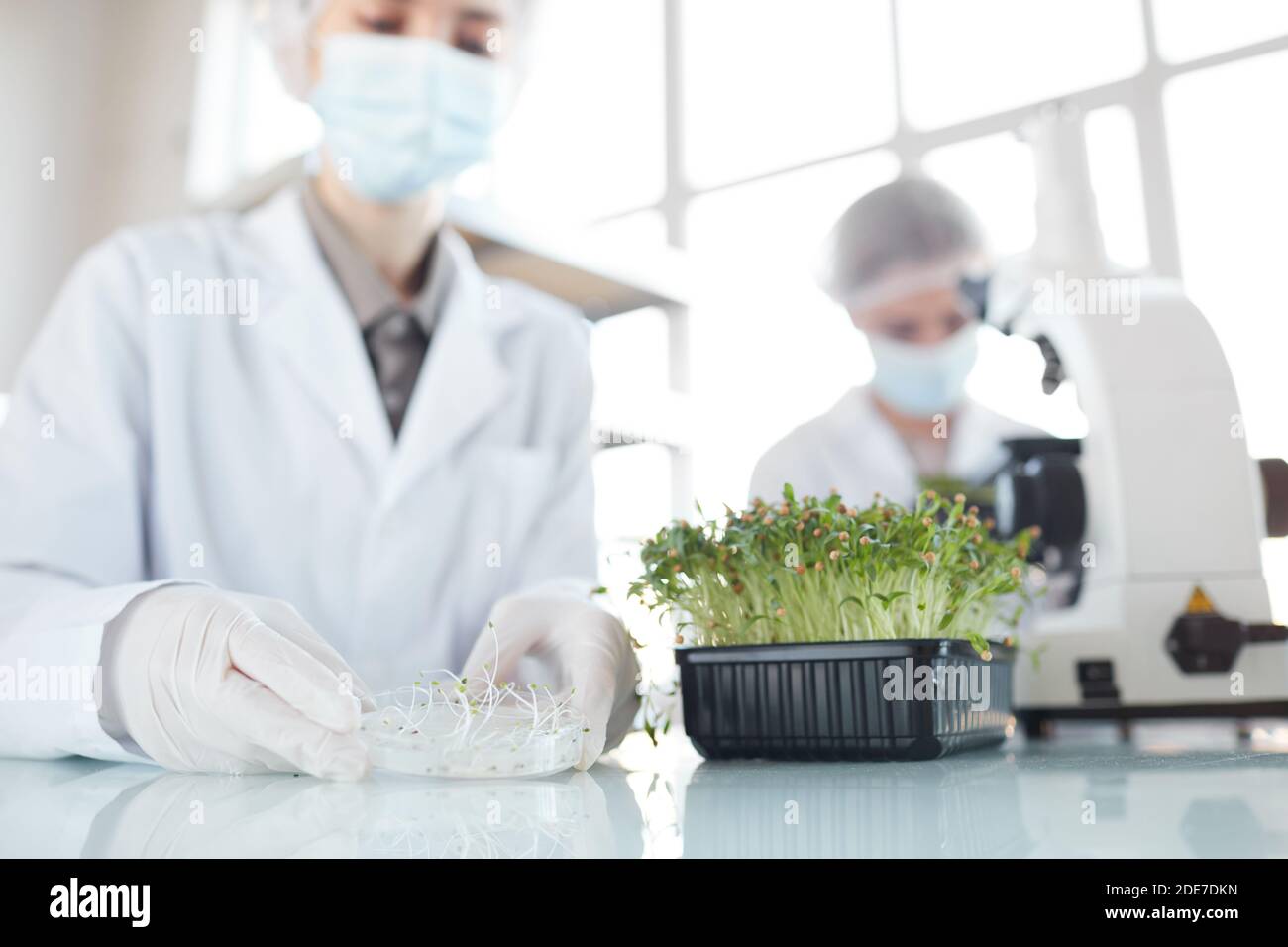 Beschnittenes Porträt zweier Wissenschaftlerinnen, die Pflanzenproben im Biotechnologielabor untersuchen, Fokus auf Vordergrund, Kopierraum Stockfoto