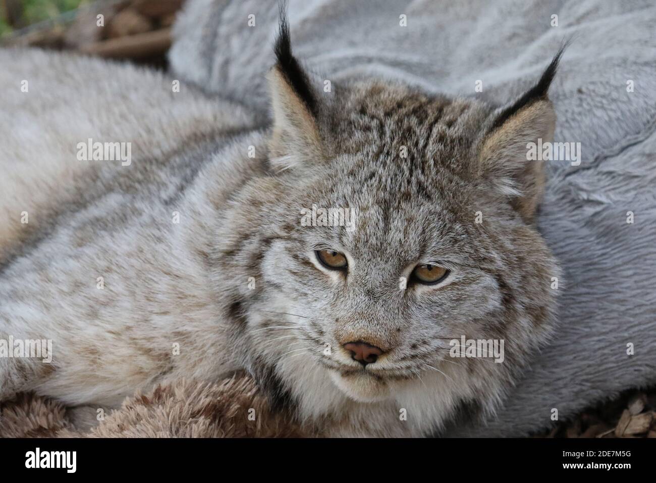 Kanadischer Luchs in Gefangenschaft Stockfoto