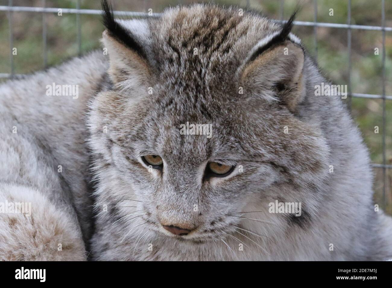 Kanadischer Luchs in Gefangenschaft Stockfoto