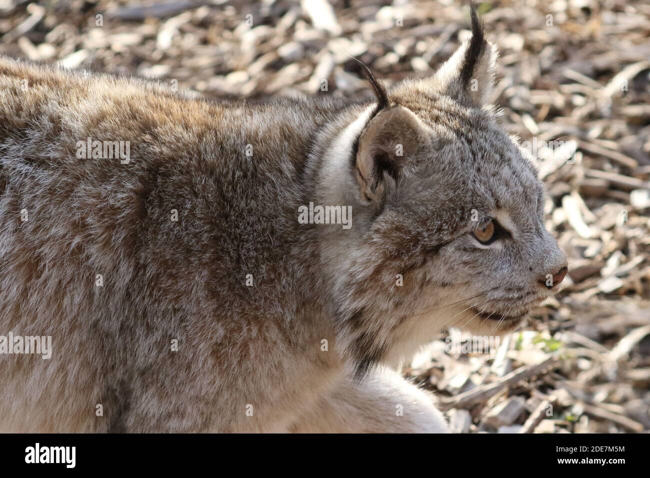 Kanadischer Luchs in Gefangenschaft Stockfoto