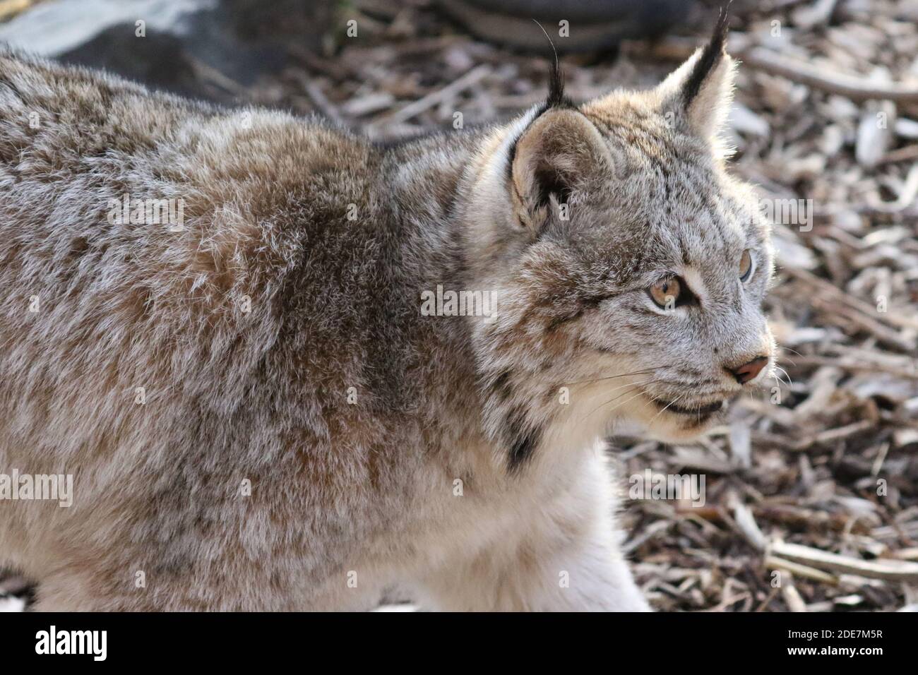 Kanadischer Luchs in Gefangenschaft Stockfoto