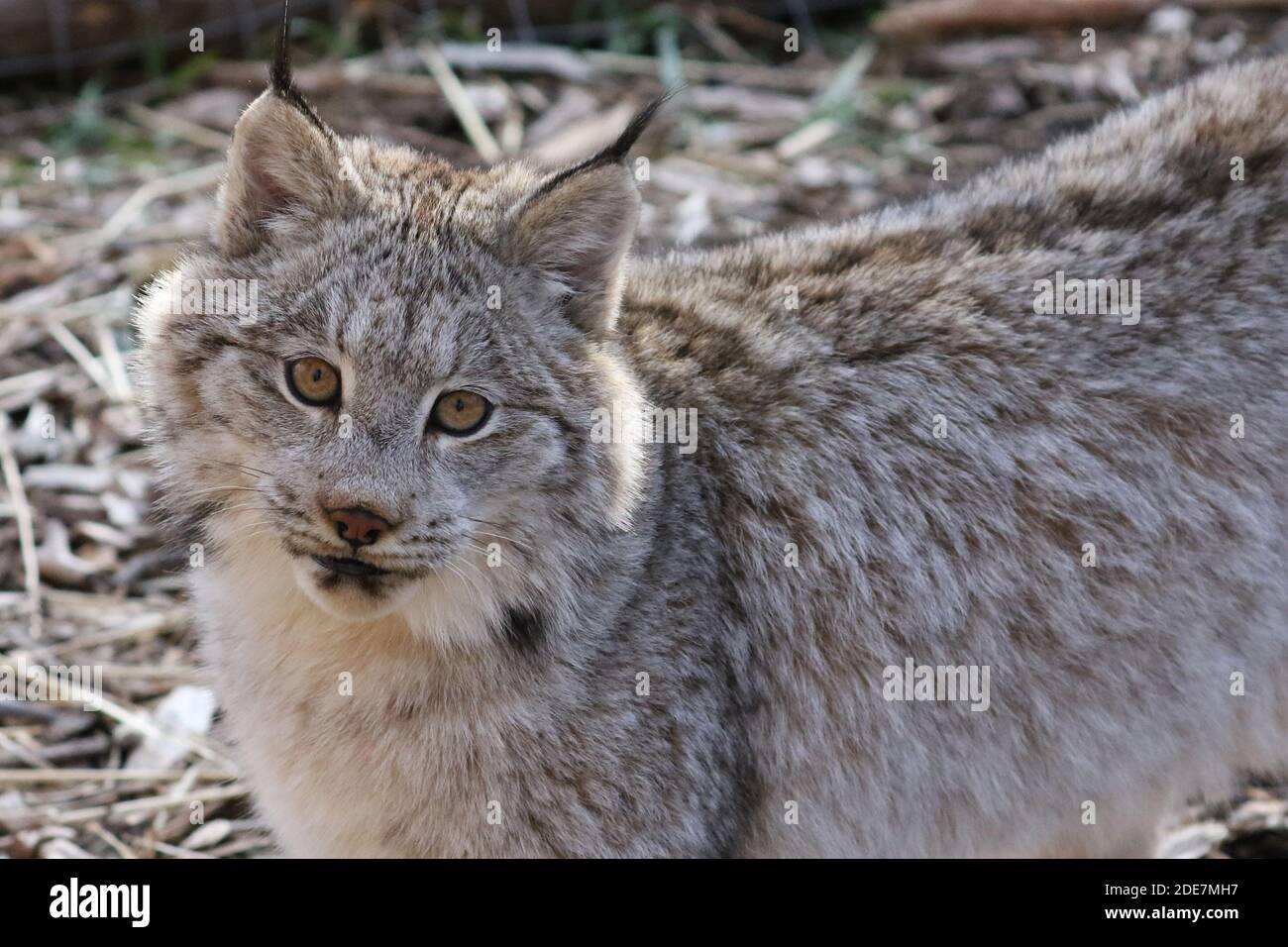 Kanadischer Luchs in Gefangenschaft Stockfoto