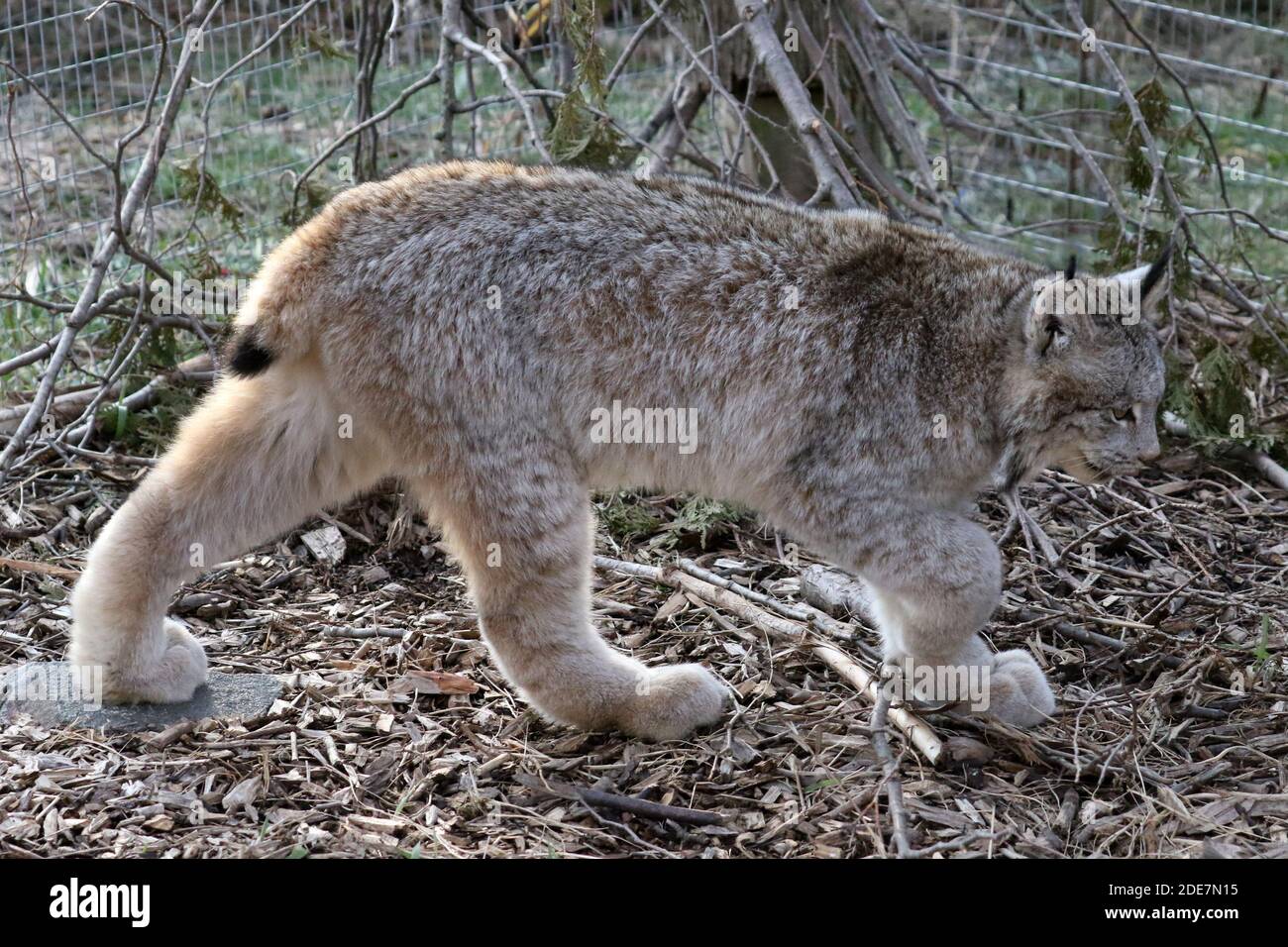 Kanadischer Luchs in Gefangenschaft Stockfoto