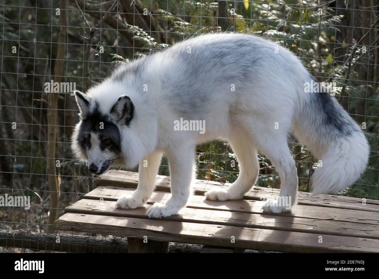 Rotfuchs und Silberfuchs Kreuz und Eltern Stockfoto