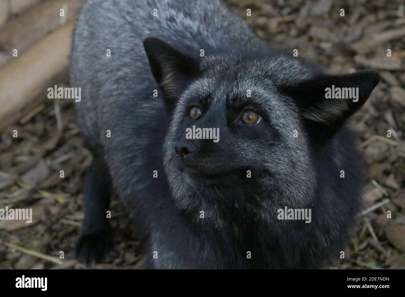 Rotfuchs und Silberfuchs Kreuz und Eltern Stockfoto