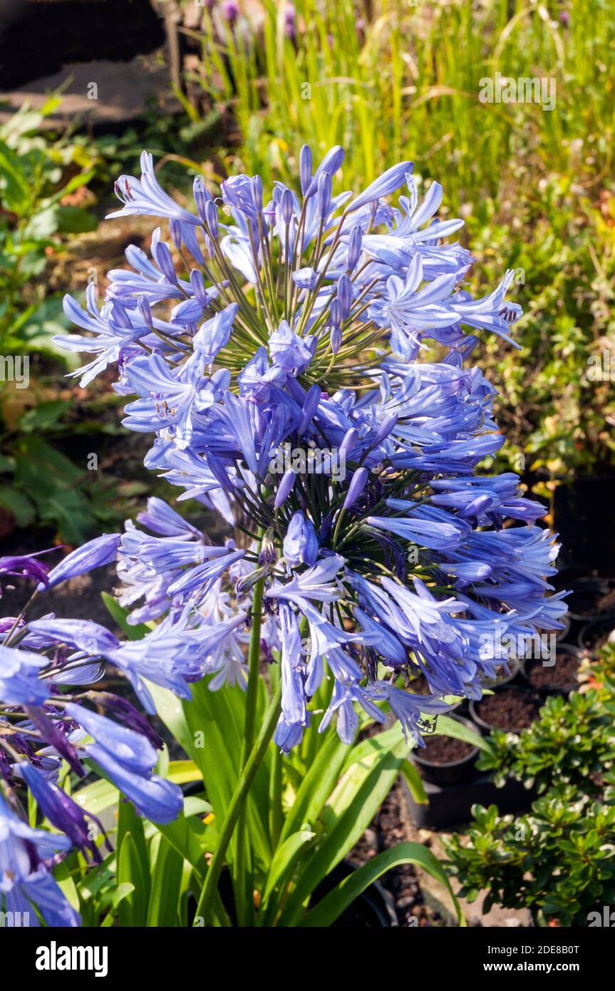 Agapanthus Headbourne Hybrid bricht in Blüte. Großer runder Blütenkopf mit blauen Blüten durchgehend immergrün und voll winterhart Stockfoto