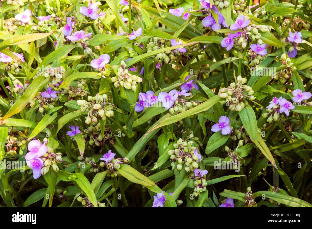 Tradescantia virginiana in einer Gruppe von Blüten und Knospen. Gegen den Hintergrund der Blätter. Stockfoto