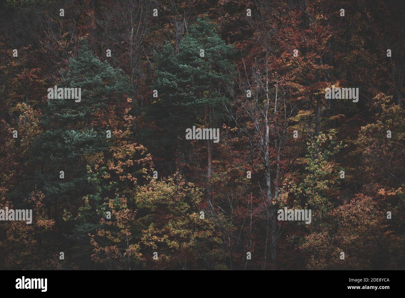 Die magischen Farben des Waldes im Herbst Stockfoto