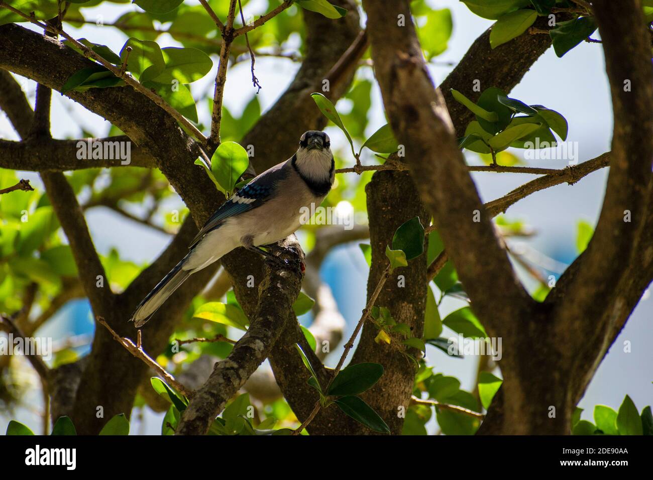 Eleganter blauer Vogel auf einem Baum Stockfoto