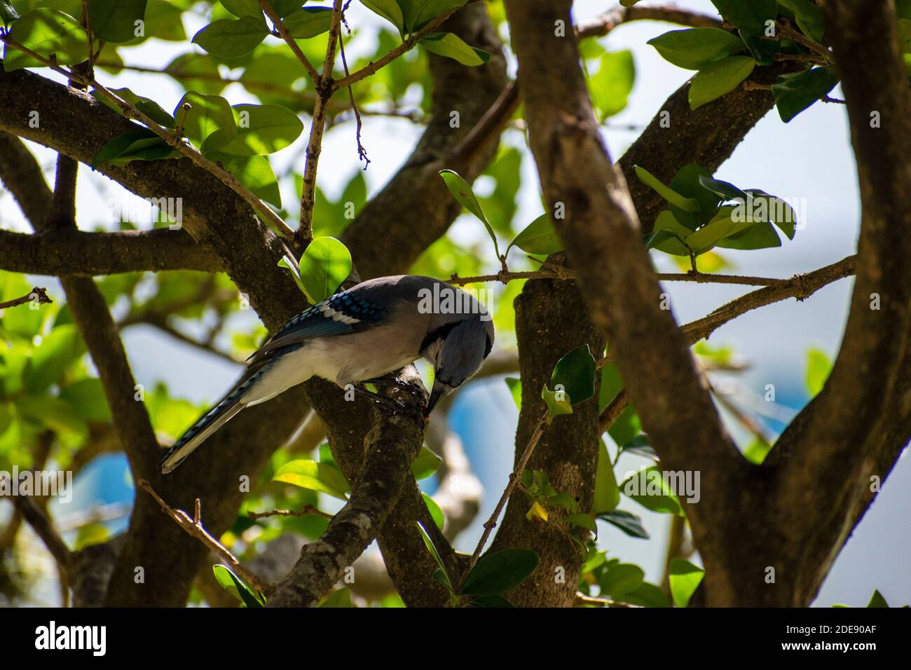 Vogel mit Schnabel, der seine Nahrung nimmt Stockfoto