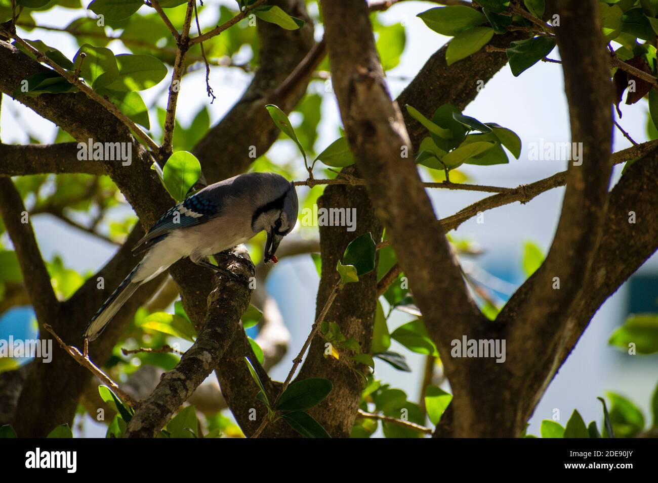 Der Schuss eines Vogels bekam endlich seine Nahrung Stockfoto