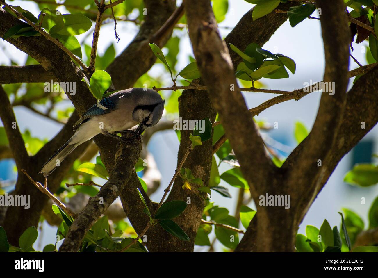 Eleganter blauer Vogel auf einem Baum Stockfoto