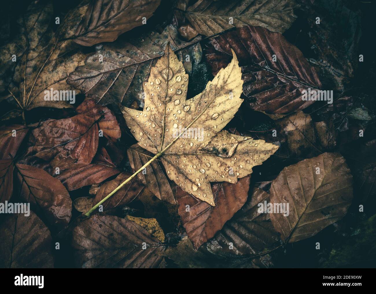 Der Herbst vergeht nach Regen Stockfoto