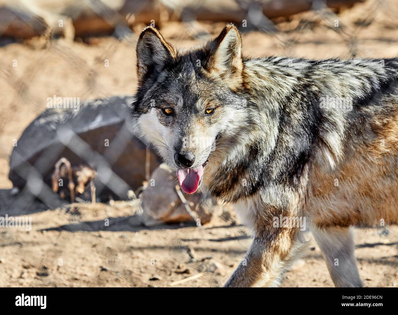 Mexican Grey Wolf Blick in Richtung Kamera mit geringer Tiefe von Ein Stockfoto