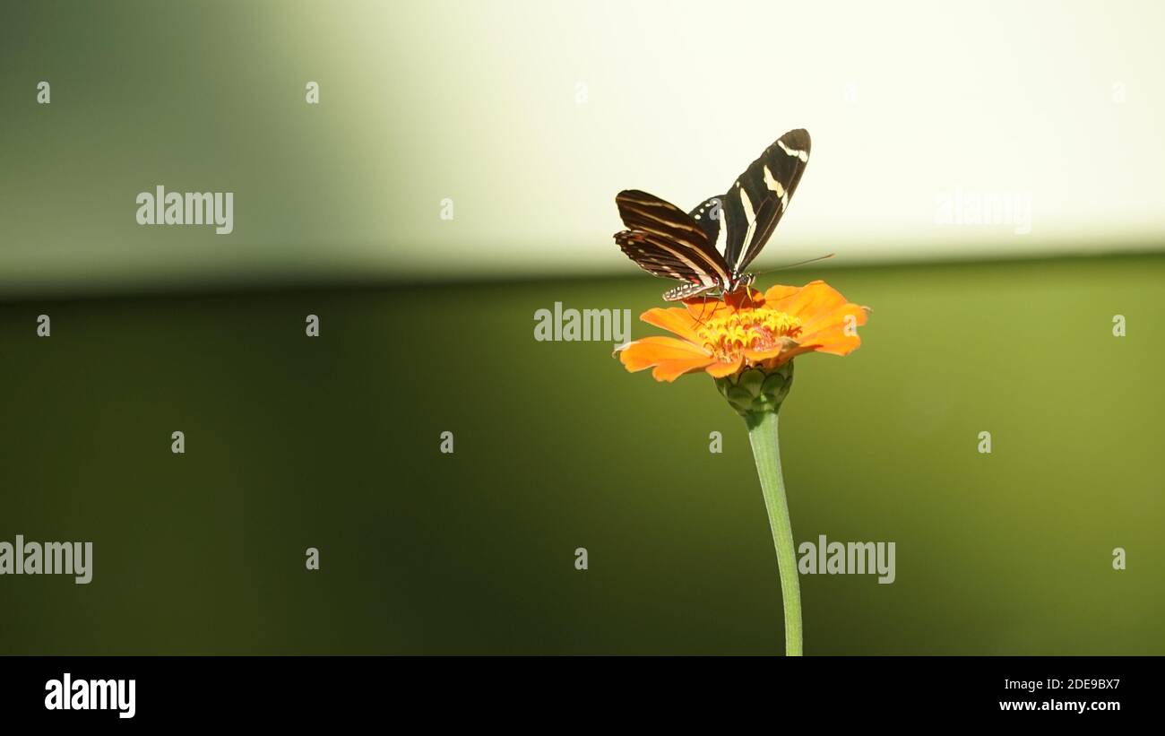 Schmetterling auf Blume, Monarch Bestäubung, Suche nach dem Nektar Stockfoto