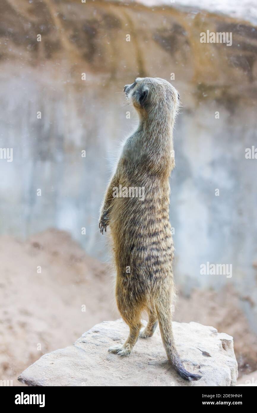 Erdmännchen (Surikate) stehen im Zoo Stockfoto