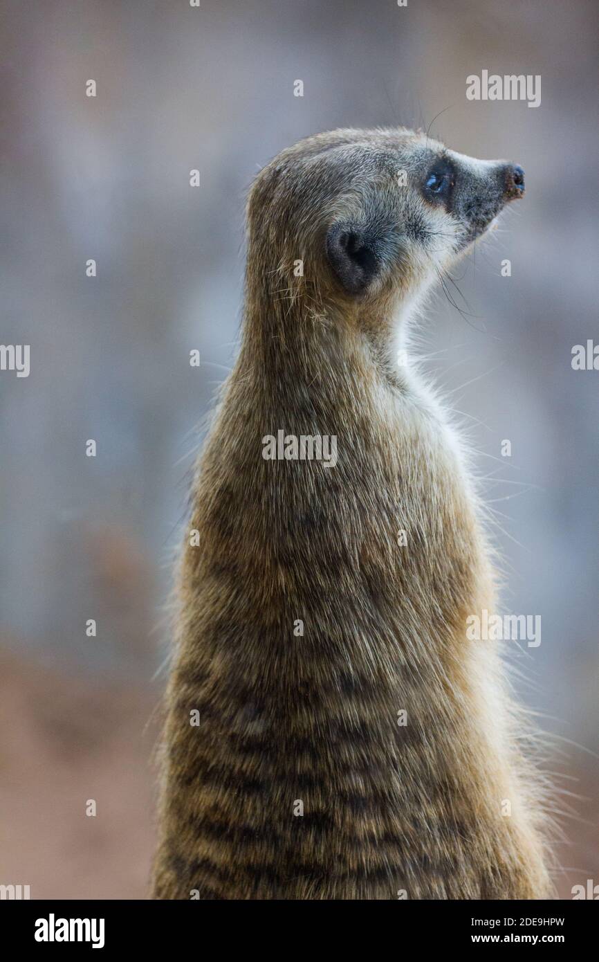 Erdmännchen (Surikate) sitzen im Zoo Stockfoto