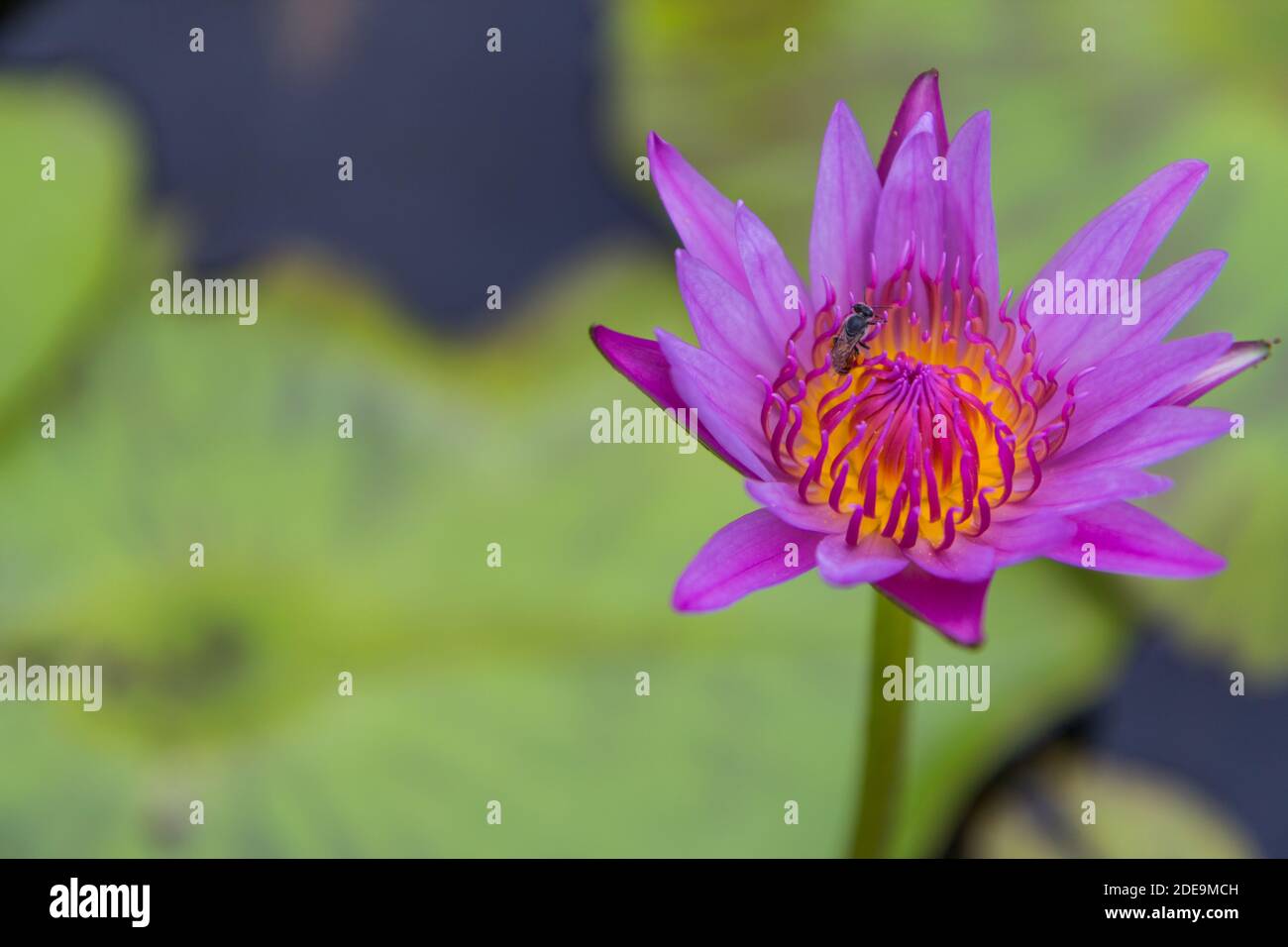 Schönheit rosa Wasser lilly Blume, Natur Stockfoto