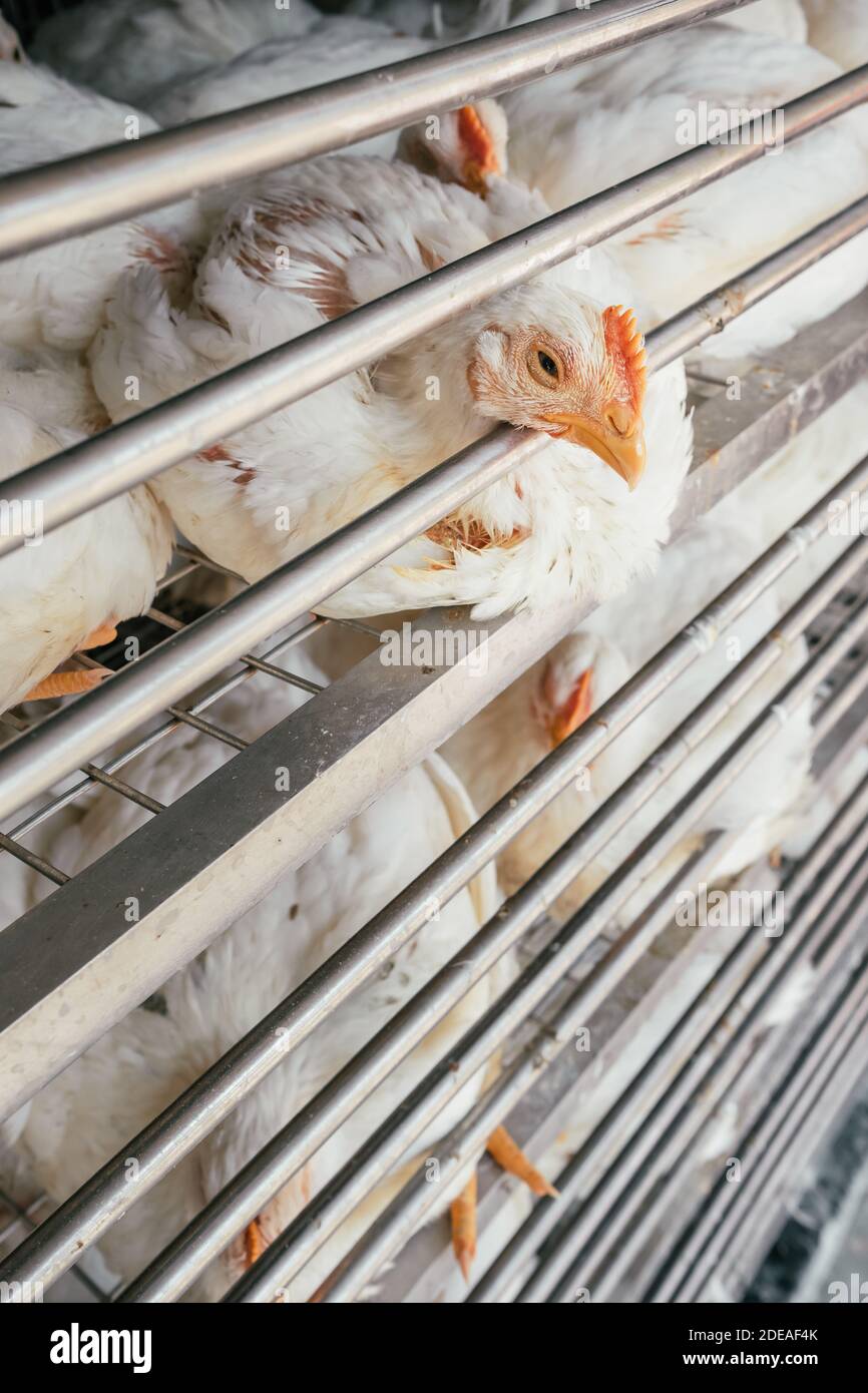 Hühnergeschäft auf dem Markt in Indien. Stockfoto