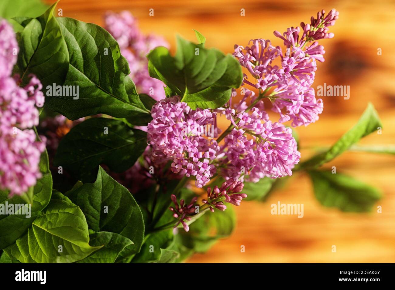 Bouquet von Flieder auf einem Hintergrund alten Holzstruktur Stockfoto