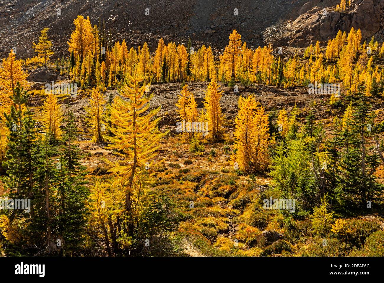 WA18591-00...WASHINGTON - Lärchen in lebendigen Herbstfarben entlang der Ingalls Way Trail in der Alpinen Seen Wildnis der Wenatchee National Fores Stockfoto
