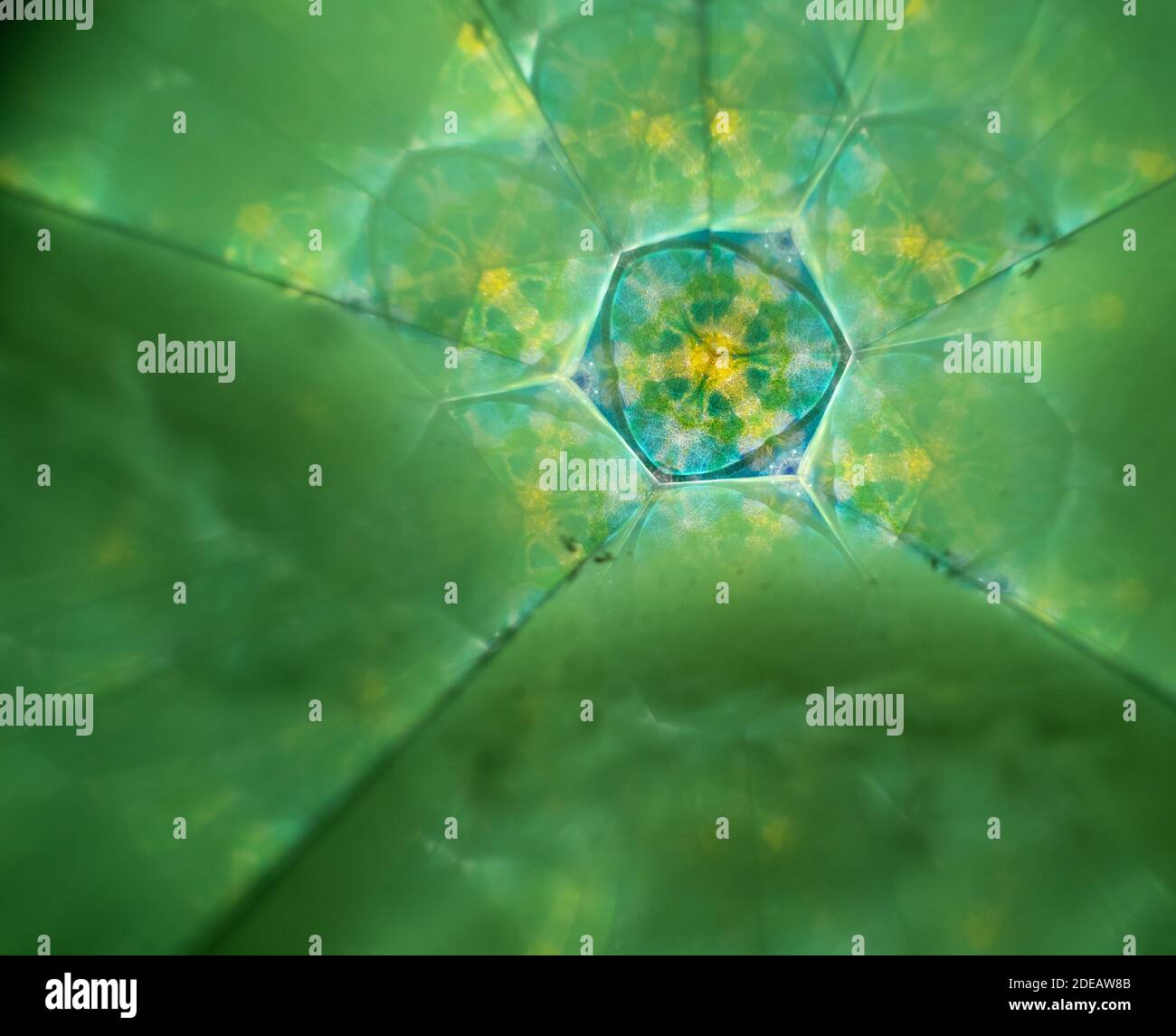 Grünes, blaues, gelbes und türkisfarbenes symmetrisches Muster durch ein Kaleidoskop. Stockfoto
