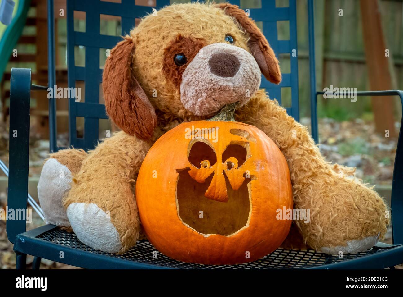 Lustige Halloween-Vibes mit einem ausgestopften Tier Welpen kuscheln mit einer dummen Jack-o-Laterne. Raleigh, North Carolina. Stockfoto