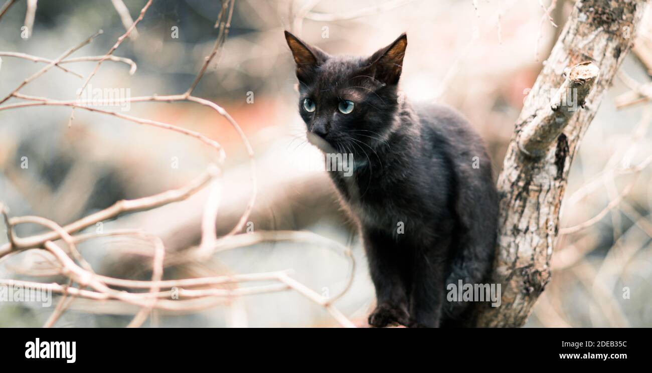 Tiger wie Pose auf einem Baum Zweig Hauskatze durch die Zweige fotografiert, die Katze nach vorne schauen, Augen starren und hören scharf auf den Soun Stockfoto