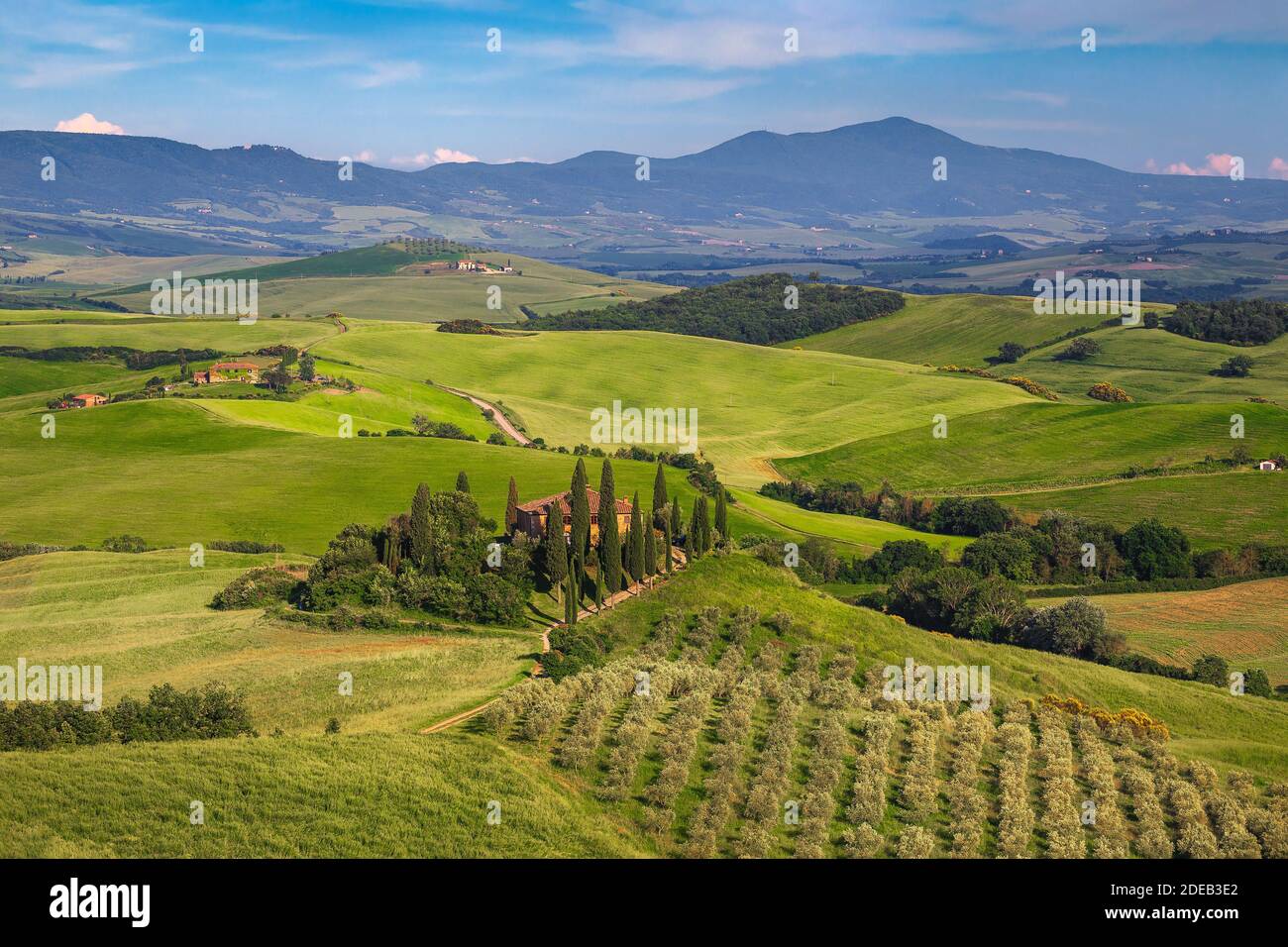 Malerische Sommerlandschaft mit Landstraße in den Getreidefeldern. Landschaft toskanische Landschaft und Olivenplantage auf dem Hügel, Italien, Europa Stockfoto