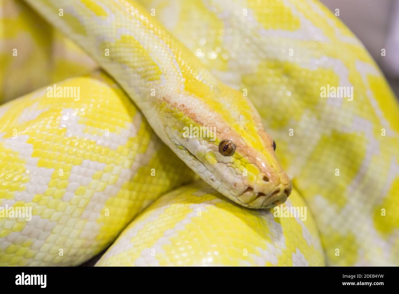 Closeup Goldpython, retikulierte Python (Python reticulatus) Stockfoto