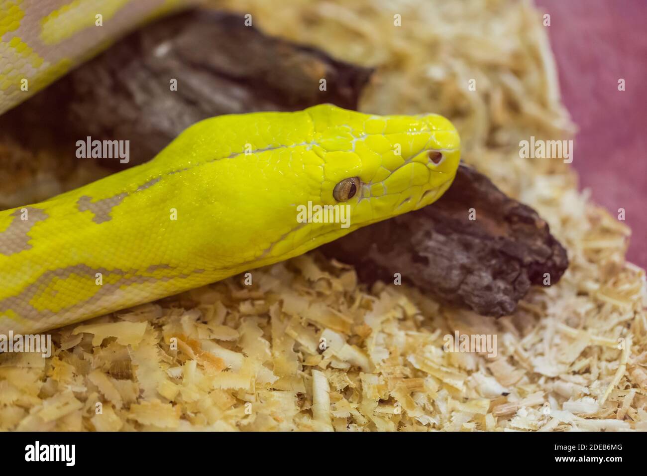Nahaufnahme Gold der Python, retikulierte Python (Python reticulatus) Stockfoto