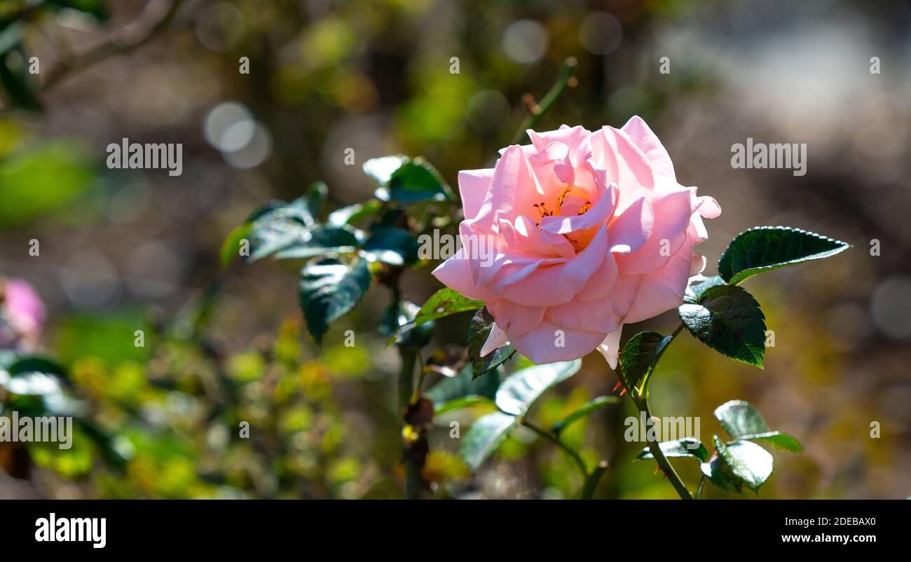 Eine rosa Rose (Rosa) Panorama, die nationale Blume von Ecuador. Stockfoto