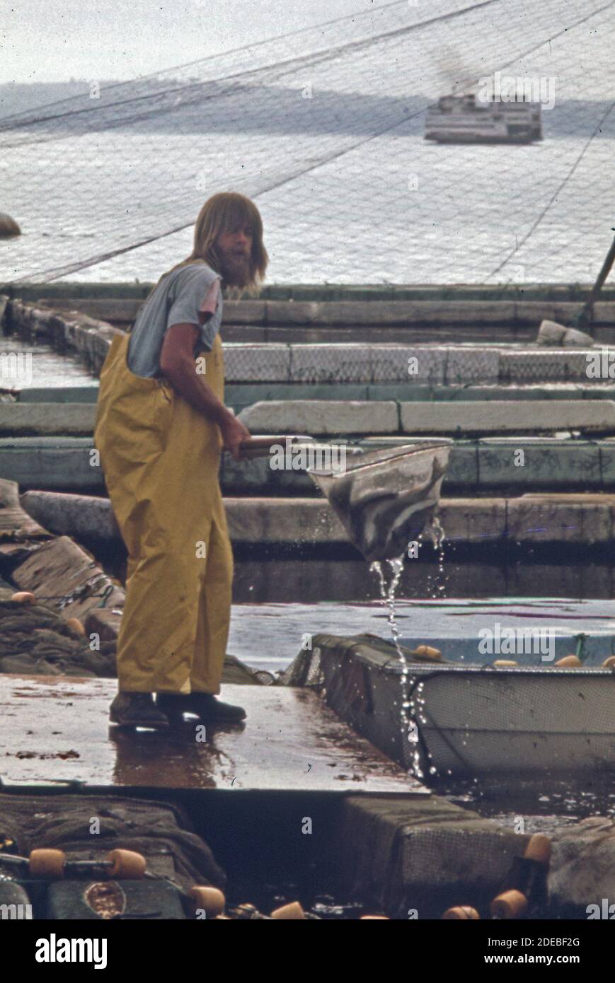 1970er Foto (1973) - Roy Yager Netz kommerziell gezüchteter Lachs Am Standort Domsea Aquaculture in Manchester Stockfoto