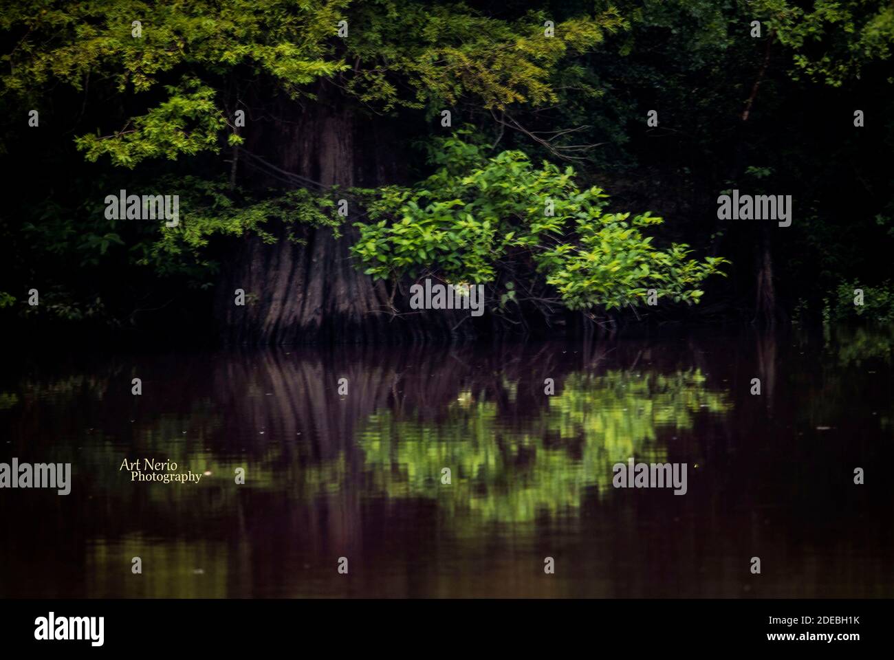 Naturaufnahmen von louisiana Stockfoto