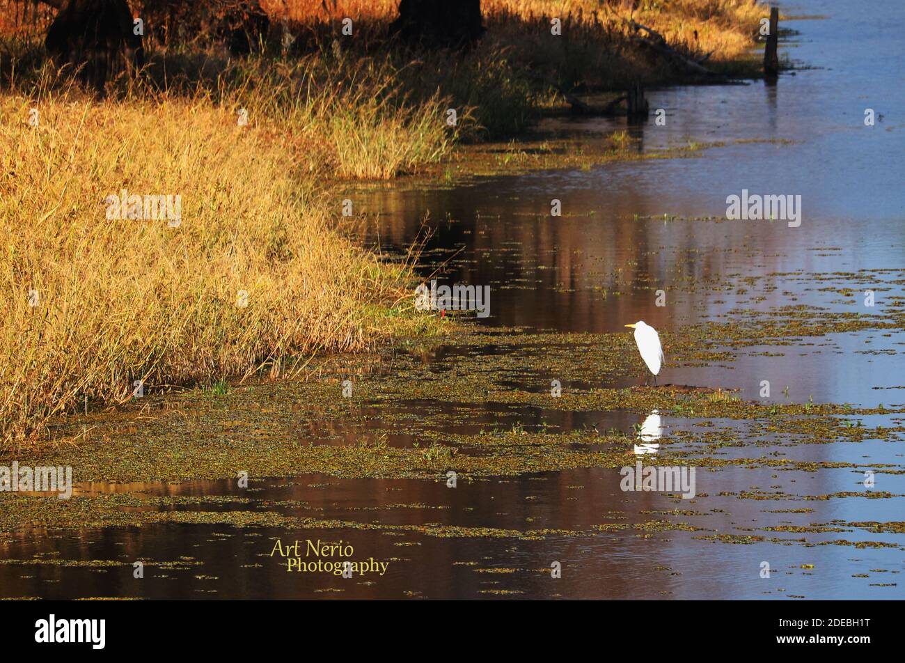 Naturaufnahmen von louisiana Stockfoto