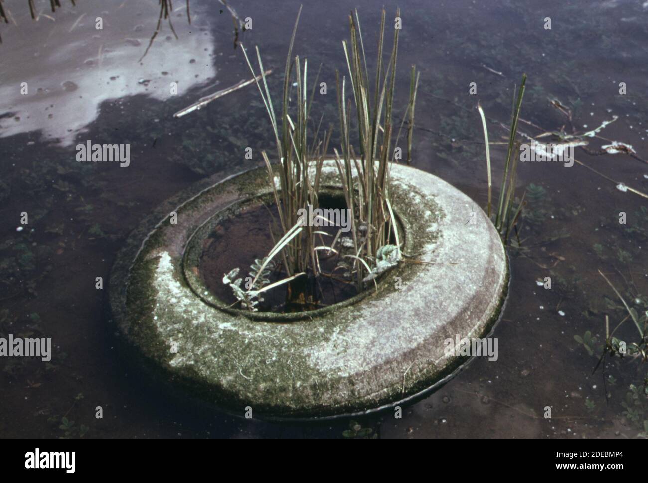 1970er Foto (1973) - weggeworfene Reifenrahmen Schilf in A Rückwasser des Duwamish Flusses Stockfoto