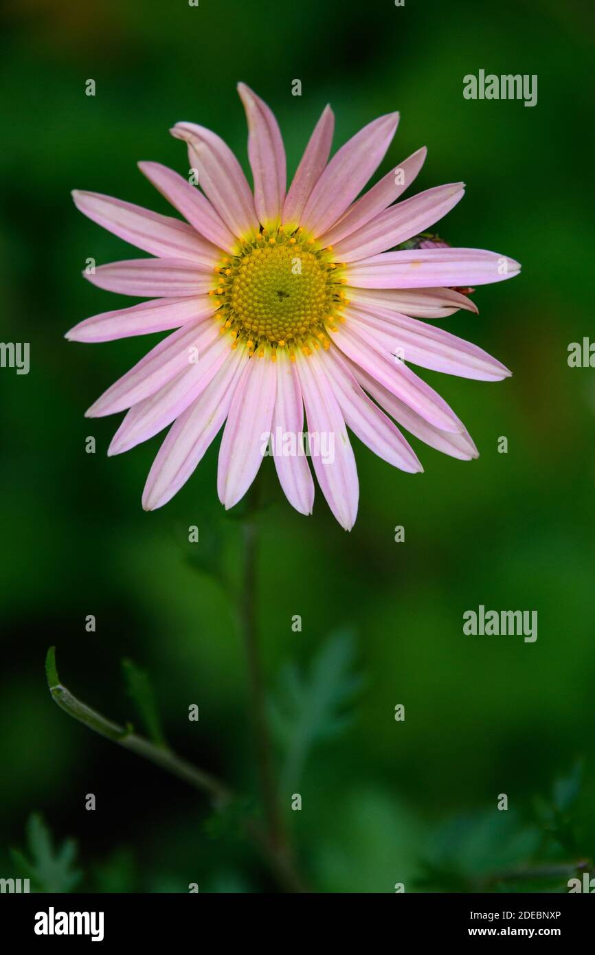 Blass orange rosa Chrysantheme von Sonne blüht in einem Garten Vor einem grünen Hintergrund Stockfoto