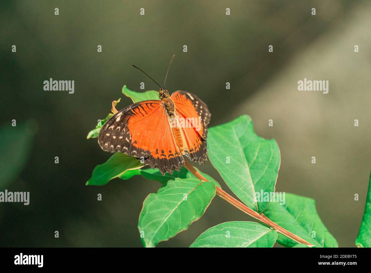 Nahaufnahme des Körpers des orangefarbenen Schmetterlings (Cethosia biblis) am Ast. Konya Butterfly Valley, Türkei. Stockfoto