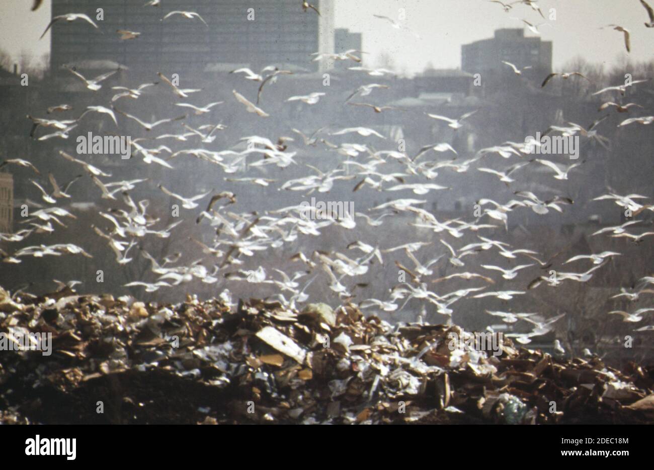 1970er Foto - (1973) - der aufgetürmte Müll auf der Hackensack-Wiesen-Deponie zieht Tausende von wüchsigen Möwen an. Das Loch liegt in der Nähe von Ft. Lee auf dem Hudson River und dient 250;000 Einwohner von Bergen County Stockfoto